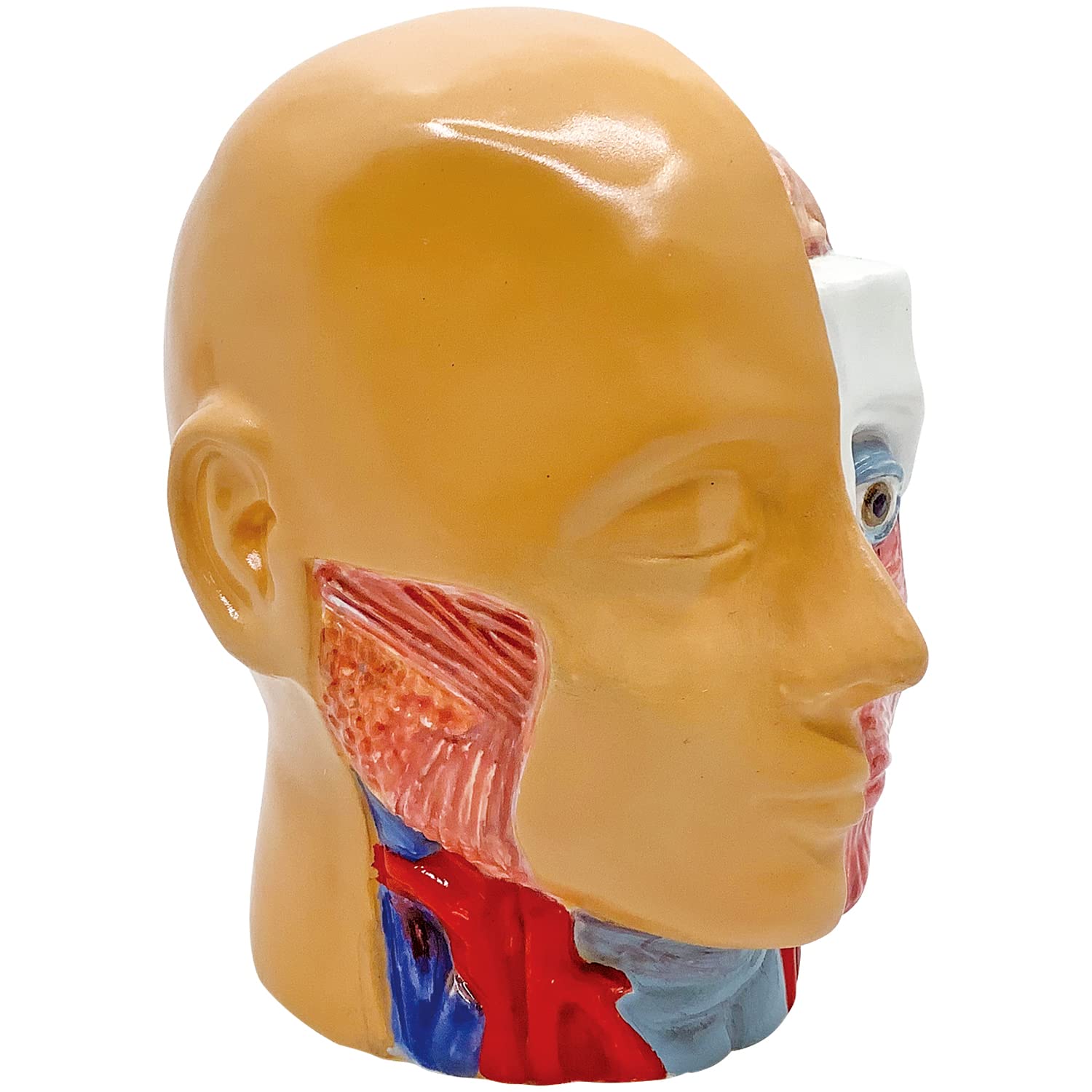 Sun Art Human Anatomy Model Piggy Bank 13cm SAN4085