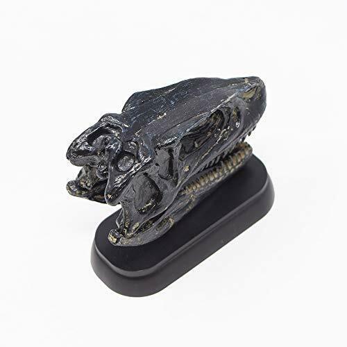 Dinosaur Fukuiraptor Skull Mini Model Fdw-510- Japan Figure Store - #1 Bring To You The Best Japanese Goods