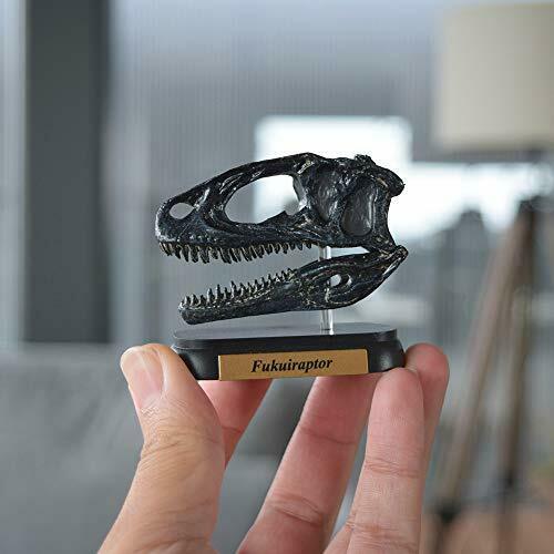 Dinosaur Fukuiraptor Skull Mini Model Fdw-510- Japan Figure Store - #1 Bring To You The Best Japanese Goods