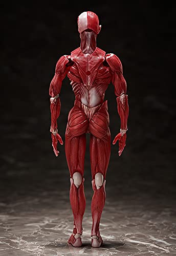 Freeing Figma Human Anatomical Model Pvc Figure Complete Model Made In Japan- Japan Figure Store - #1 Bring To You The Best Japanese Goods