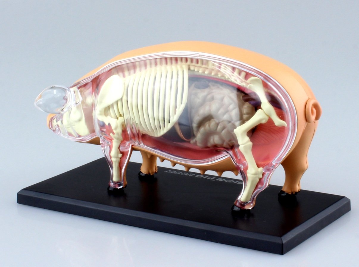 AOSHIMA 78211 4D Vision No.1 Pig Anatomy Model Non-Scale Kit- Japan Figure Store - #1 Bring To You The Best Japanese Goods