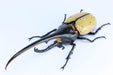 Fujimi Model Free Research Series No.26 Creatures Heracles Beetle Free Research-26- Japan Figure Store - #1 Bring To You The Best Japanese Goods