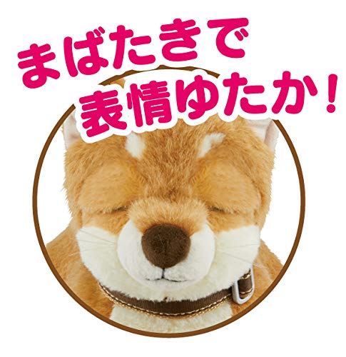 Iwaya Shiba Inu Interactive Talking Pet with Touch Sensor for Relaxation- Japan Figure Store - #1 Bring To You The Best Japanese Goods