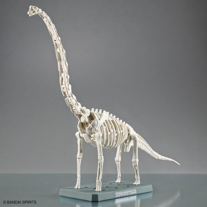 Bandai Plannosaurus Brachiosaurus Dinosaur Toy for Kids Educational Figure- Japan Figure Store - #1 Bring To You The Best Japanese Goods