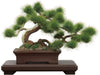 Good Smile Company Platz 1/12 The Bonsai No. 1 Plastic Model Bon-01- Japan Figure Store - #1 Bring To You The Best Japanese Goods