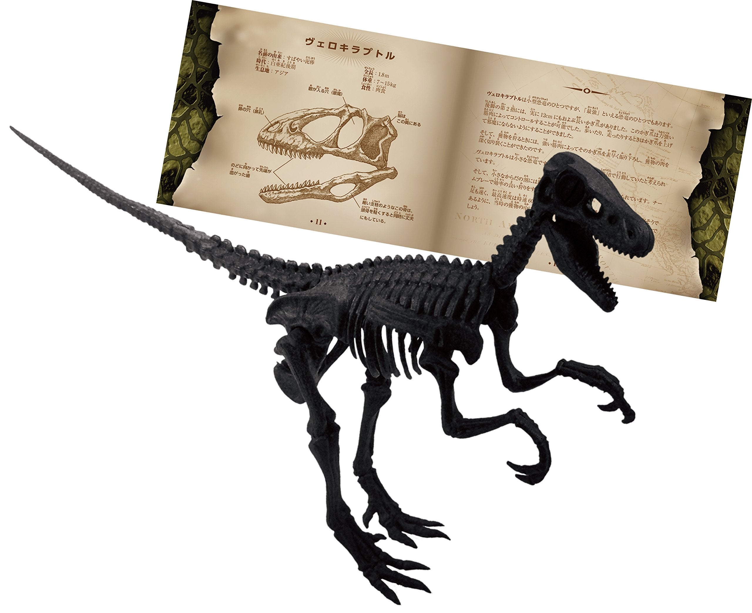 Beverly 3D Puzzle Dn-008 Dinosaur Velociraptor (10 Pieces) Dinosaur 3D Puzzle Toy- Japan Figure Store - #1 Bring To You The Best Japanese Goods