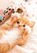 BEVERLY Jigsaw Puzzle Rock Paper Scissors Kitten Cat 150 L-Pieces- Japan Figure Store - #1 Bring To You The Best Japanese Goods