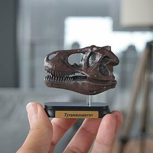 Favorite Dinosaur Skull 12 Set Mini Model Figure Designed By Hirokazu Tokugawa- Japan Figure Store - #1 Bring To You The Best Japanese Goods