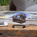 Favorite Dinosaur Skull 12 Set Mini Model Figure Designed By Hirokazu Tokugawa- Japan Figure Store - #1 Bring To You The Best Japanese Goods