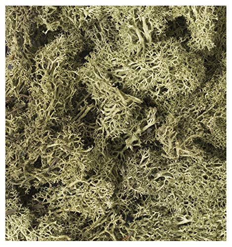 Kato Natural Plants 24-554 Railway Model Diorama Supplies - Yellow Green- Japan Figure Store - #1 Bring To You The Best Japanese Goods