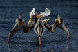 Kotobukiya Phantasy Star Online 2 A.i.s Exord 1/72 Plastic Model Kit- Japan Figure Store - #1 Bring To You The Best Japanese Goods