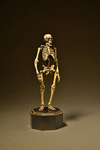 Kt Project Kt-006 Takeya Freely Figure Skeleton Color Edition- Japan Figure Store - #1 Bring To You The Best Japanese Goods
