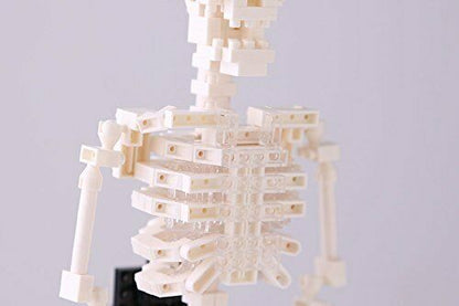 Nanoblock Human Skeleton Nbm014- Japan Figure Store - #1 Bring To You The Best Japanese Goods