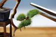 Platts 1/12 The Bonsai See Plastic Model Bon-03- Japan Figure Store - #1 Bring To You The Best Japanese Goods