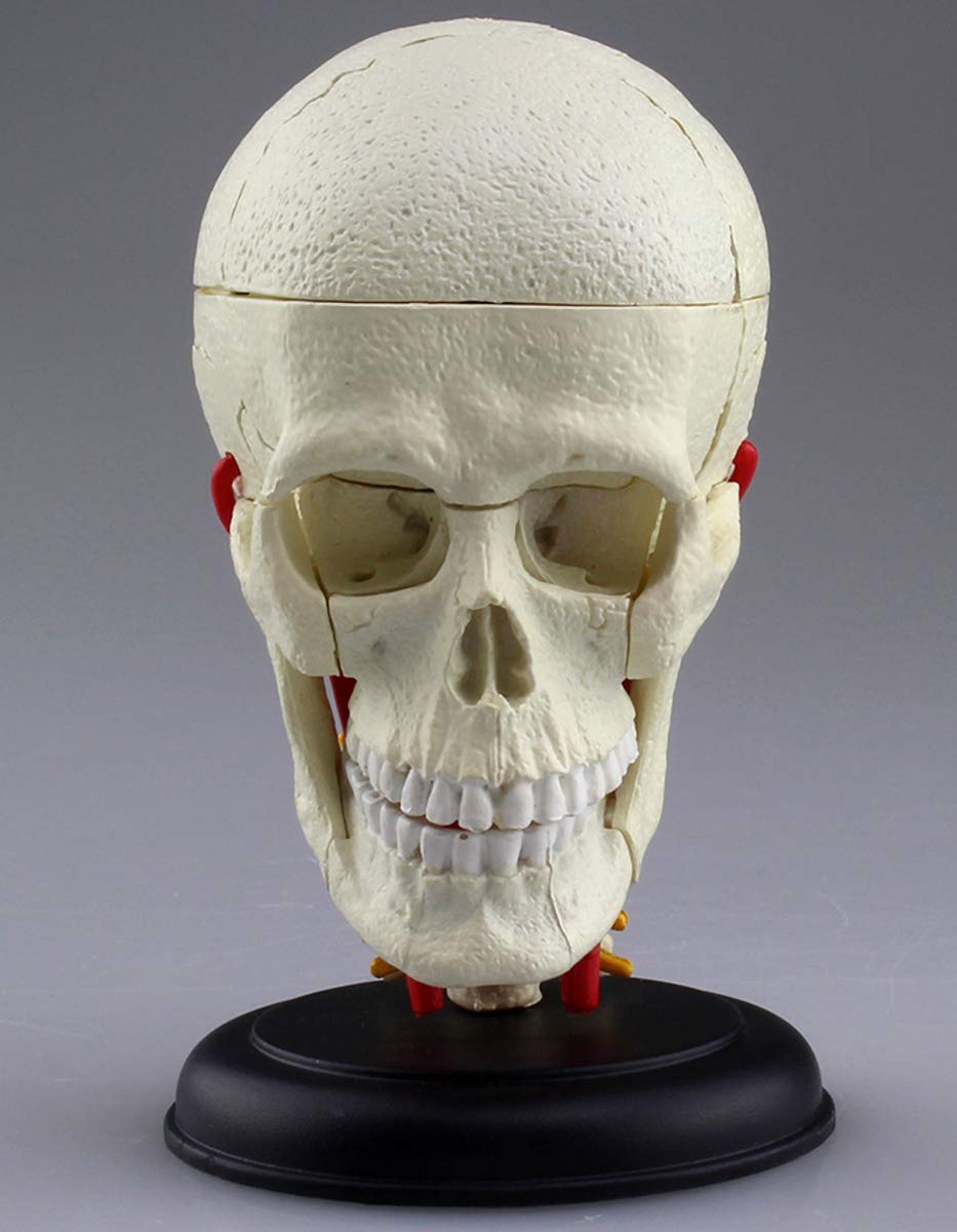 AOSHIMA 87176 4D Vision Human Anatomy Model No.4 Cranial Nerve Skull Non-Scale- Japan Figure Store - #1 Bring To You The Best Japanese Goods