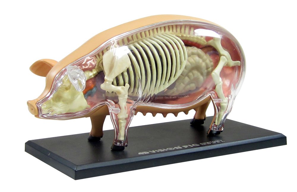 AOSHIMA 78211 4D Vision No.1 Pig Anatomy Model Non-Scale Kit- Japan Figure Store - #1 Bring To You The Best Japanese Goods