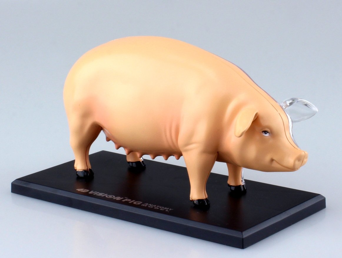 AOSHIMA 78211 4D Vision No.1 Pig Anatomy Model Non-Scale Kit- Japan Figure Store - #1 Bring To You The Best Japanese Goods