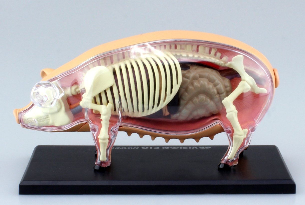 AOSHIMA 78211 4D Vision No.1 Pig Anatomy Model Non-Scale Kit- Japan Figure Store - #1 Bring To You The Best Japanese Goods