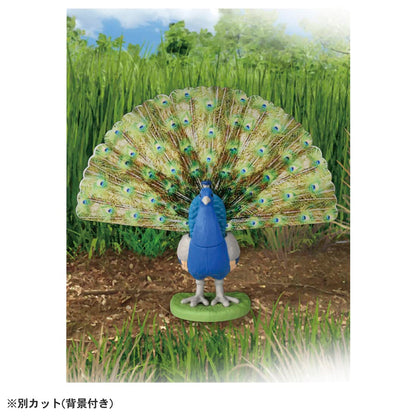 Takara Tomy Ania AS-16 Indian Peacock Dinosaur Toy for Kids Ages 3+- Japan Figure Store - #1 Bring To You The Best Japanese Goods